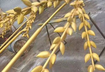 几何青稞雕塑厂家 公园小品 大型镀金不锈钢青稞雕塑厂